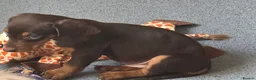 Miniature Dachshund dogs for sale: Stunning miniature dachshund puppies - Advert 19