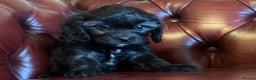 Cavapoo dogs for sale: F1 cavapoo stunning unusual colours  - Advert 7