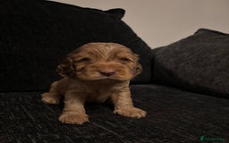 Cocker Spaniel dogs for sale: ✨ Show Cocker Spaniel pups ✨ - Image 4