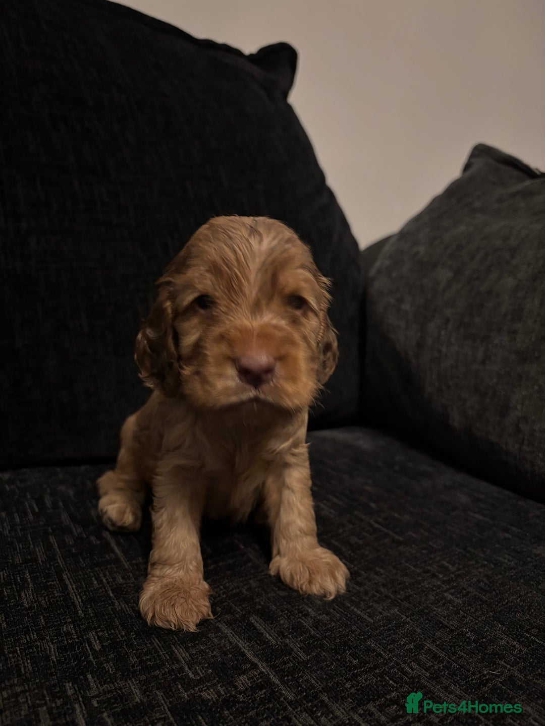 Cocker Spaniel dogs for sale: ✨ Show Cocker Spaniel pups ✨ - Image 4