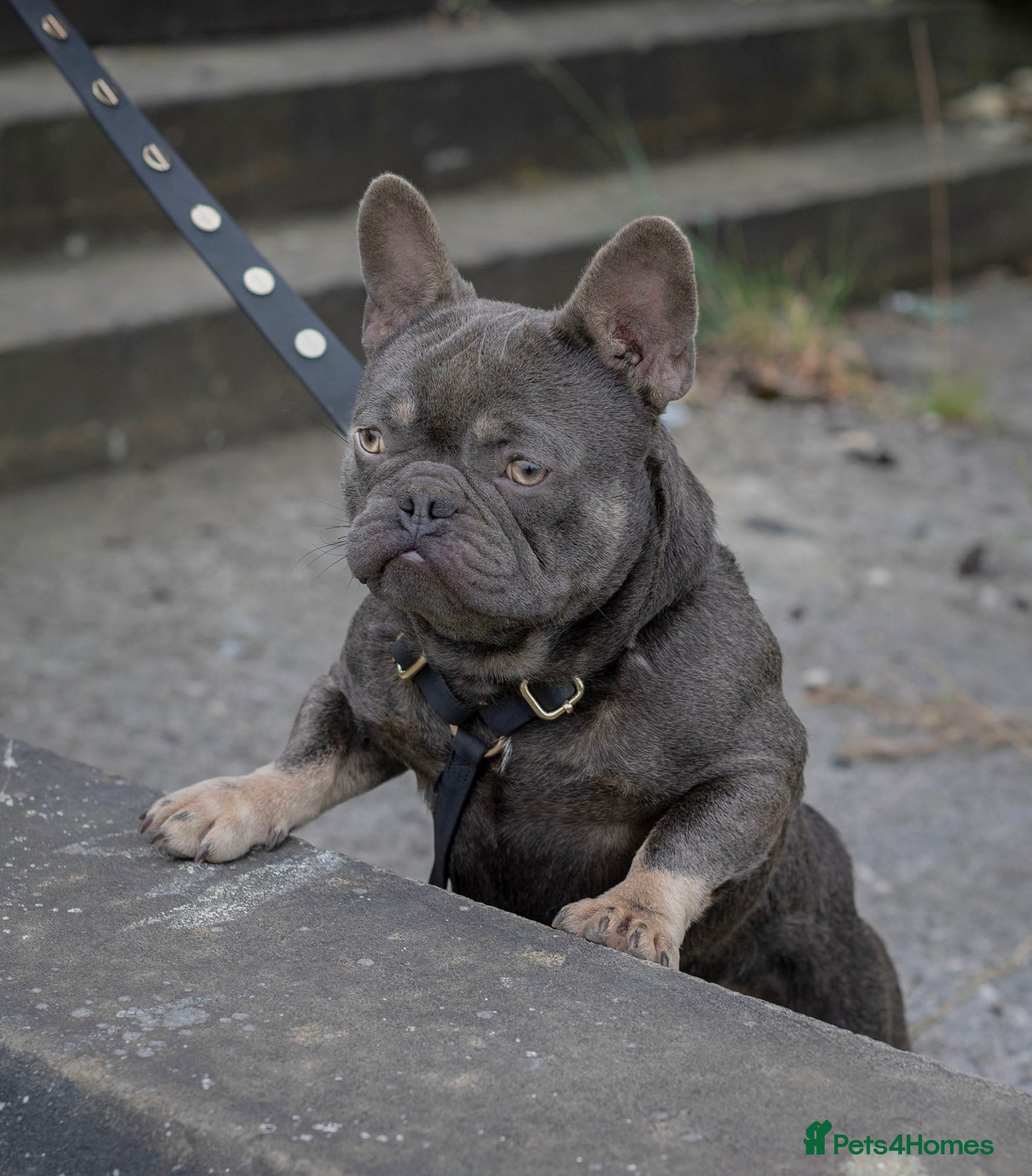 French Bulldog dogs 🐾 FRENCHIE STUD SEEKING FLING BEFORE SPRING 🐾 in Wakefield - Advert 18