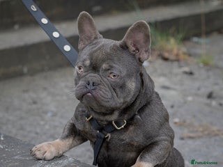 French Bulldog dogs in Wakefield - Advert 28