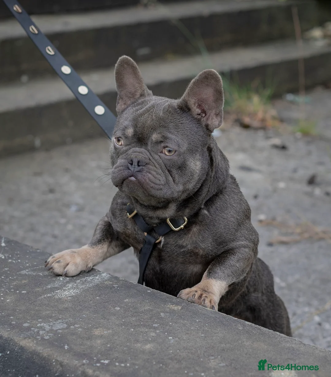 French Bulldog dogs for stud: 🐾 FRENCHIE STUD SEEKING FLING BEFORE SPRING 🐾 in Wakefield - Advert 2