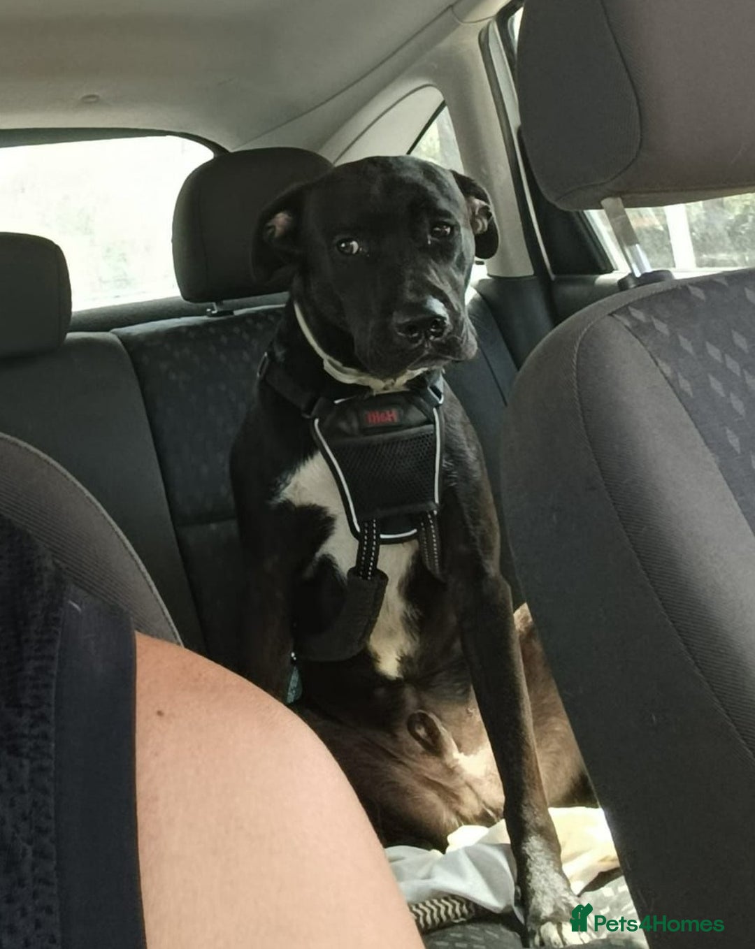 Mixed Breed dogs for adoption: Save SCOBY from more heartache - Image 1