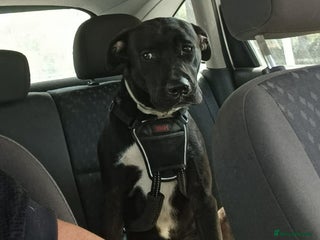 Mixed Breed dogs - Advert 10