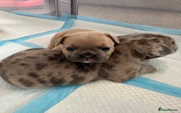 French Bulldog dogs for sale: French bulldog puppies - Image 12