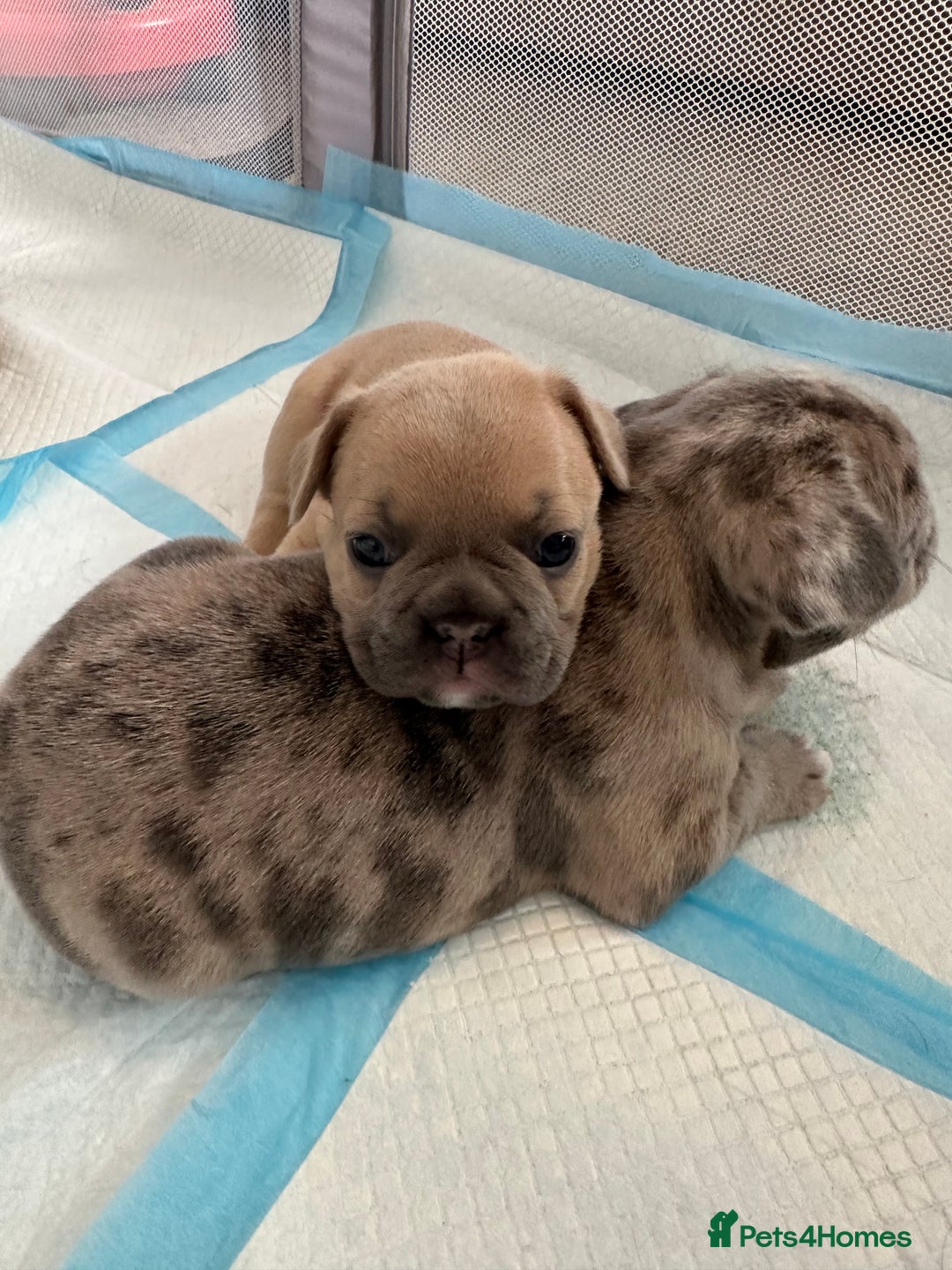 French Bulldog dogs for sale: French bulldog puppies - Image 12