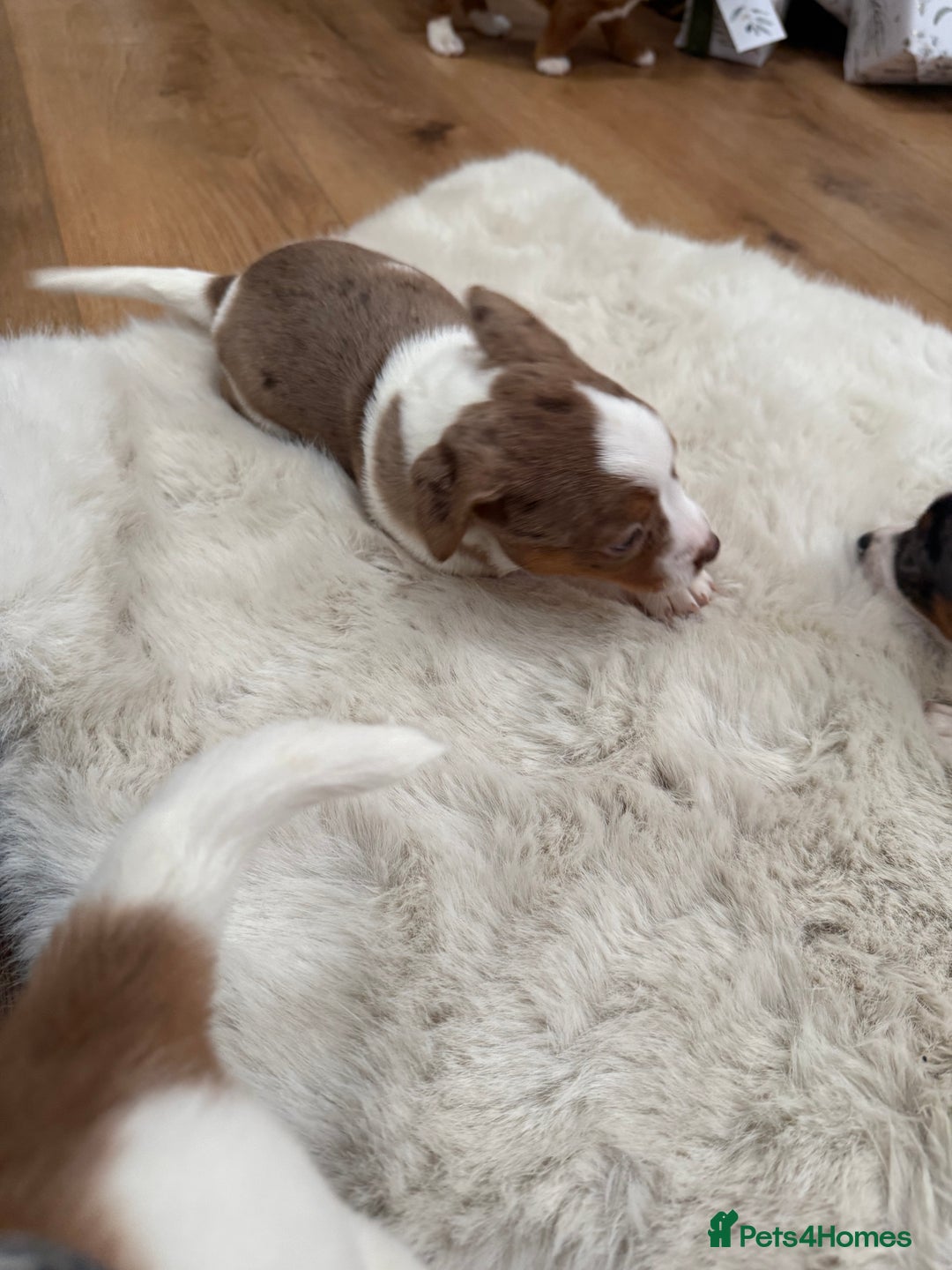 Jack Russell dogs for sale: Very rare merle Jack Russells. Family home raised  - Advert 17