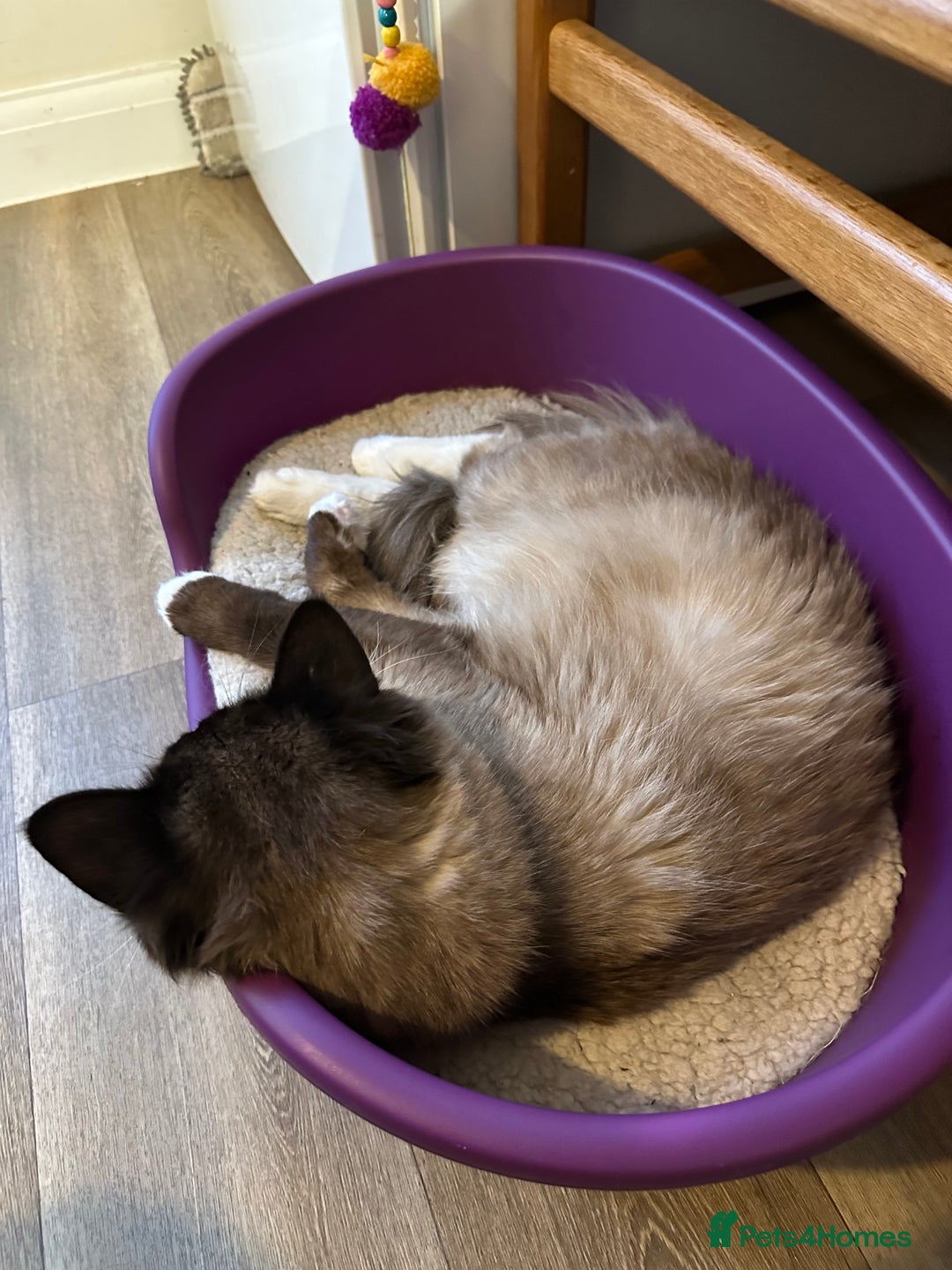 Ragdoll cats for sale: 🐾 Loving 21-Month-Old Male Seal Mitted Ragdoll 🐾 - Image 5