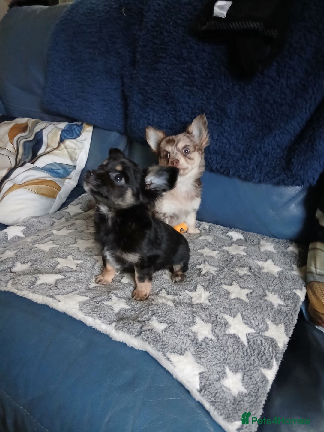 Chihuahua dogs for sale: Rare!! chocolate merle girl and black n tan boy - Advert 9