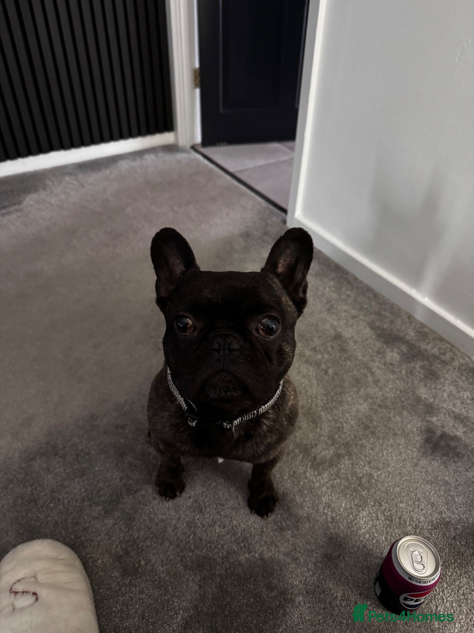 French Bulldog dogs KC/Pedigree Brindle French Bulldog Stud – Hugo 💙 - Advert 3