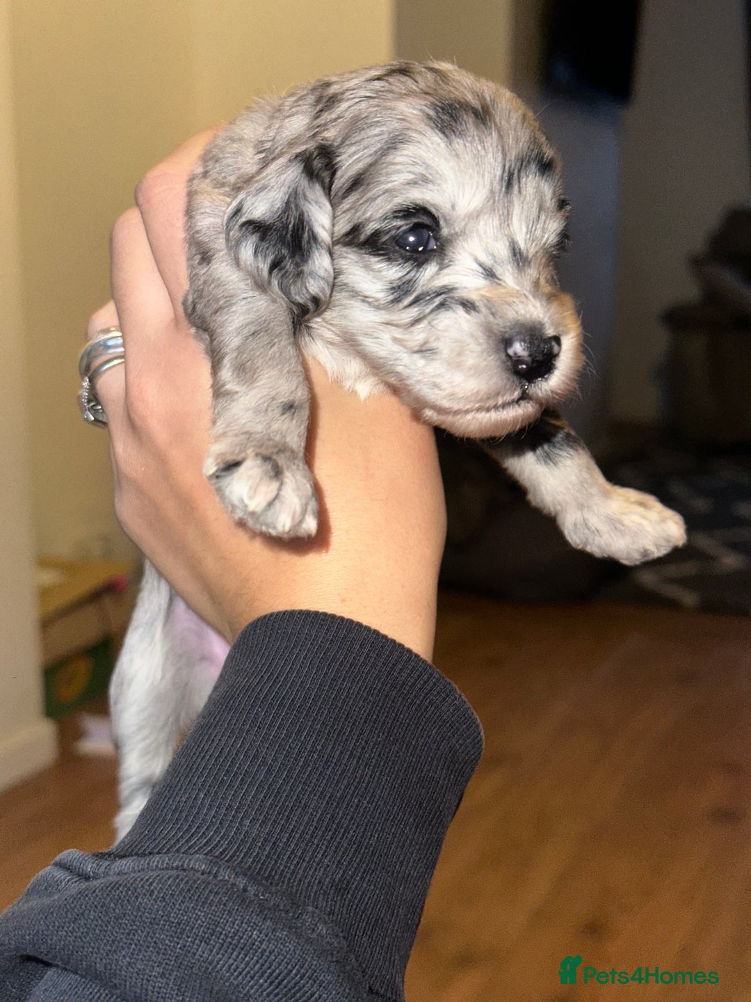 Cockapoo dogs for sale: Beautiful mixed Merle F2B Cockapoos  - Advert 23