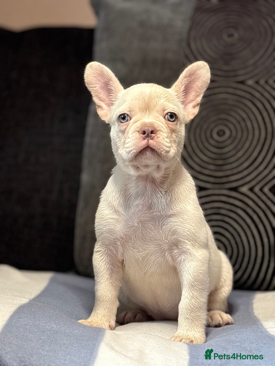 French Bulldog dogs for sale: Beautiful French Bulldog Puppies Available  - Image 2