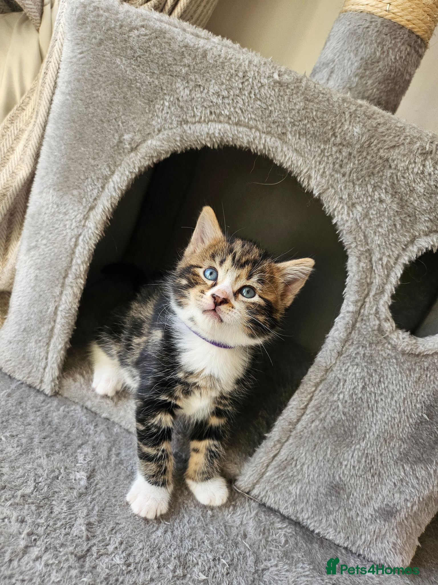 Mixed Breed cats Beautiful Kittens Looking For Their Forever Homes. - Advert 13