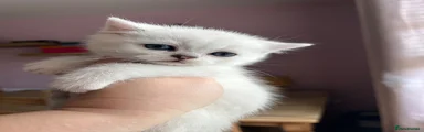 British Shorthair Kitten 5