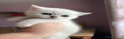 British Shorthair cats for sale: GCCF Reg Beautiful Silver Tipped Kittens  - Advert 7