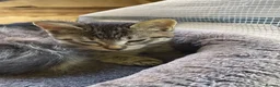 Mixed Breed cats for sale: Four little babies - Advert 7