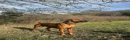 Rhodesian Ridgeback dogs for stud: Health Tested & KC registered Stud - Advert 2
