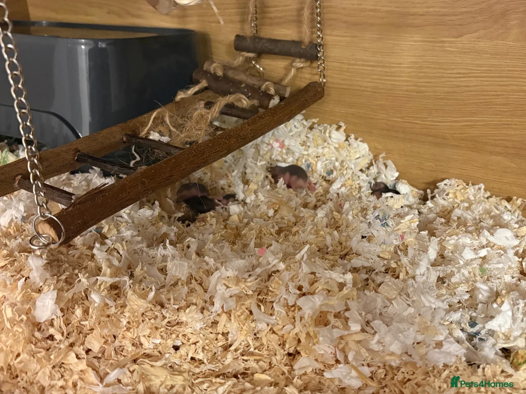 Hamster rodents for sale: Baby Russian Dwarf Hamsters - Advert 1