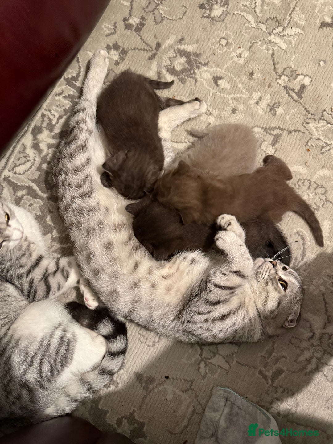 British Shorthair cats for sale: Gorgeous British Shorthair/Scottish Fold kittens - Advert 1