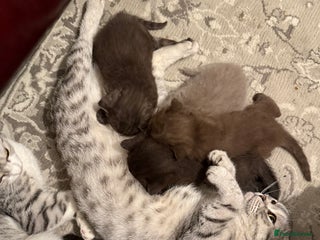 British Shorthair cats for sale: Gorgeous British Shorthair/Scottish Fold kittens - Advert 1