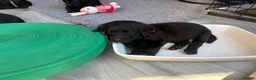 Labradoodle dogs for sale: Labradoodle Puppies - Advert 7