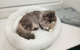 Persian cats for sale: Mother & daughter rehoming together pls - Image 5