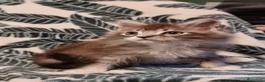 Silver and white male 