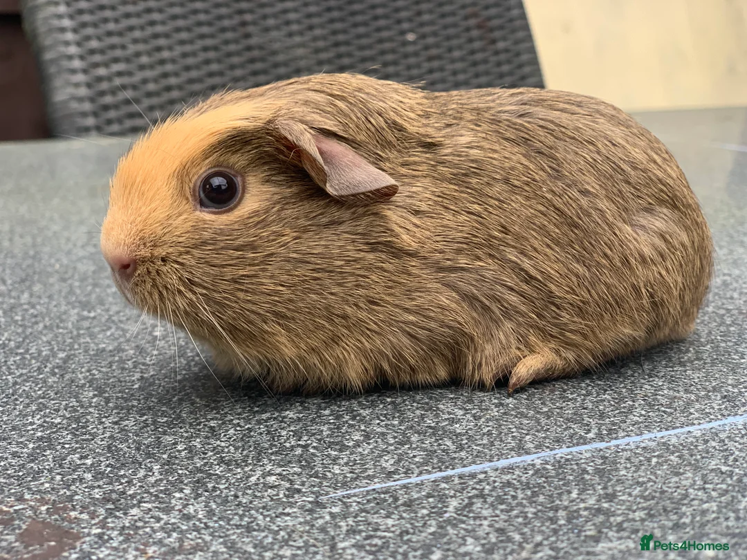 Guinea Pig rodents for sale: Bugsey is the last one left!  - Advert 2