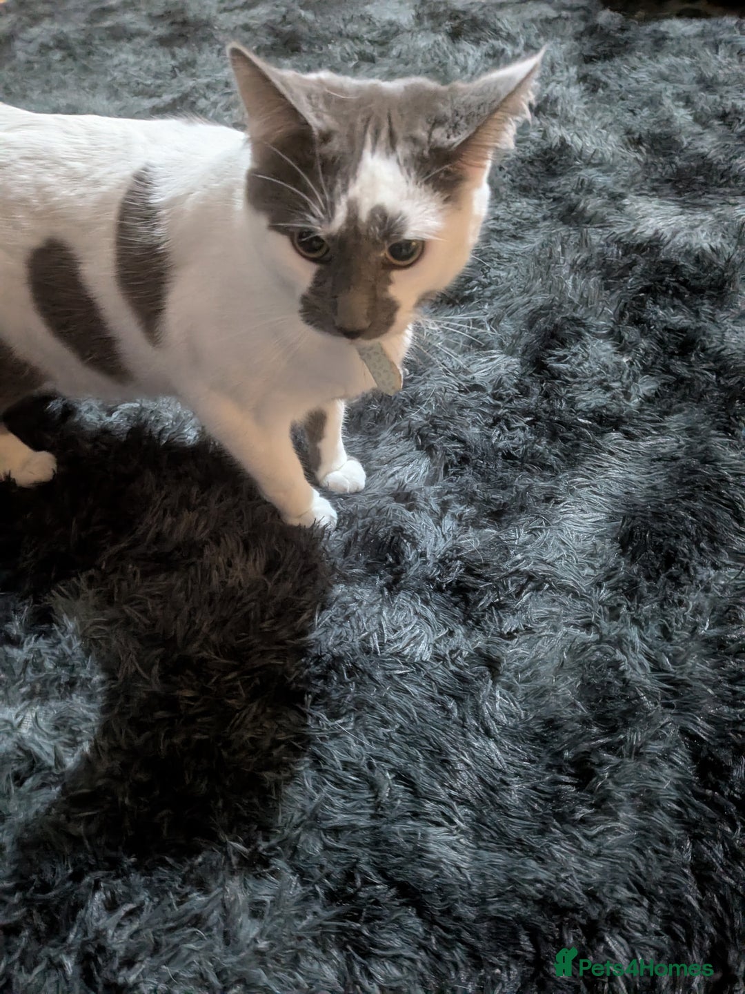 Mixed Breed cats for sale: 8 month old boy  - Advert 2