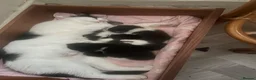 Mixed Breed cats for sale: One male one female available first week in July  - Advert 5