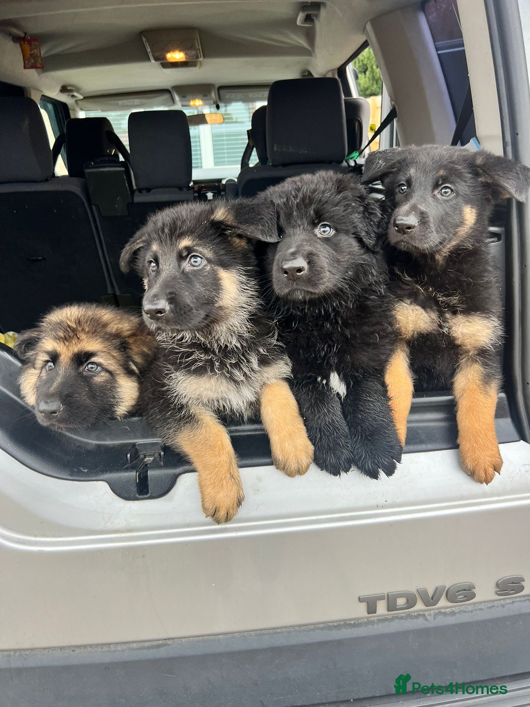 German Shepherd dogs for sale: German Shepherds. 2 left to go.. - Image 7