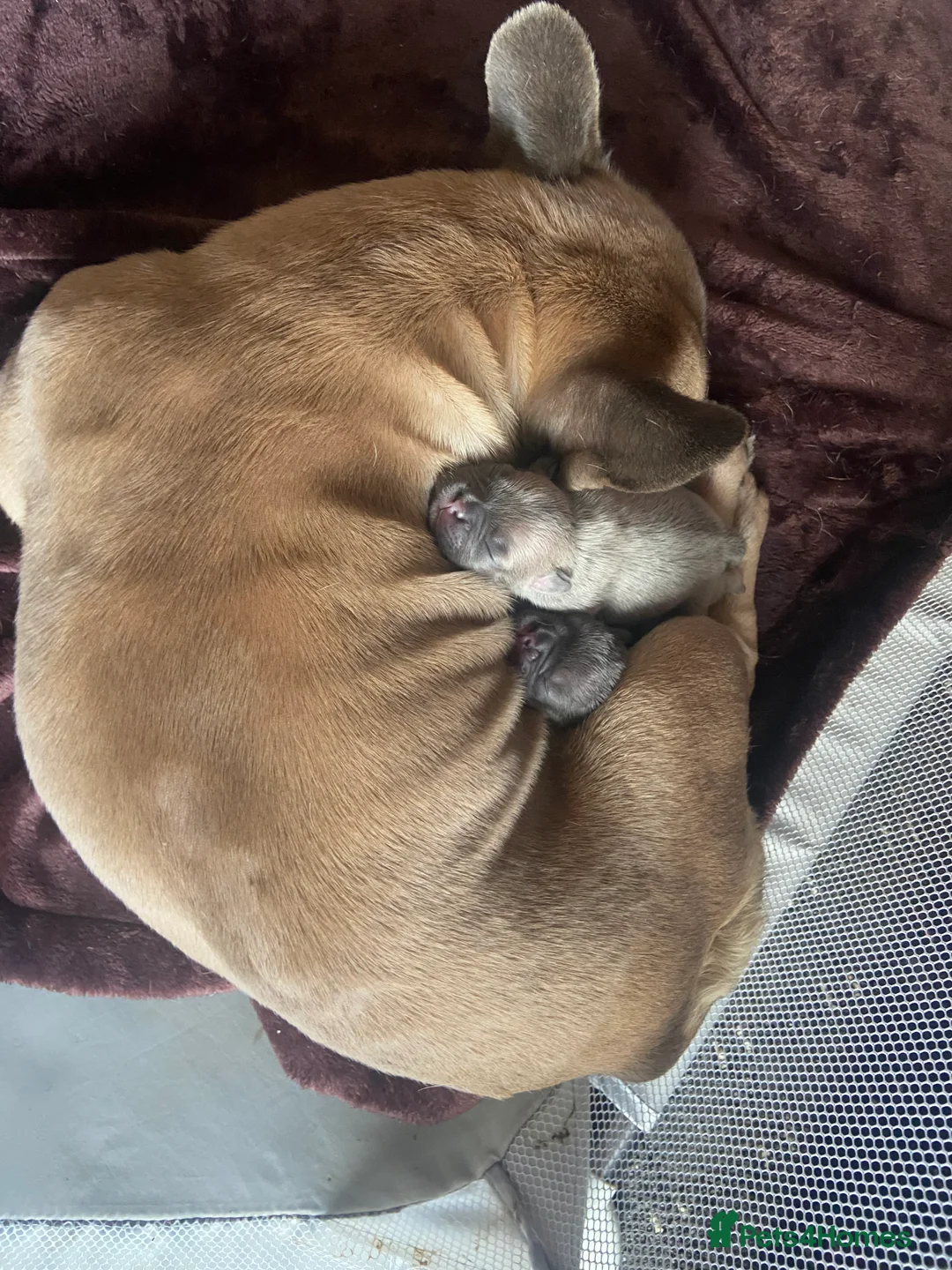 Mixed Breed dogs for sale: French bulldog/English bulldog - Advert 7