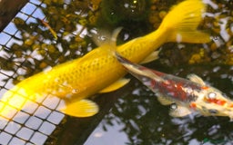 Koi Carp fish for sale: Selection of Koi Carp - Image 1