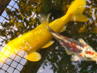 Koi Carp fish for sale - Advert 1