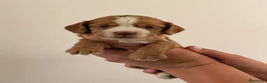 Cocker Spaniel 1