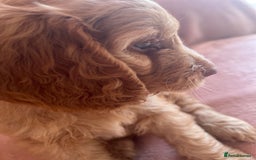Cockapoo dogs for sale: Rare F1 apricot/ red fox DNA PRCD-PRA clear - Image 20