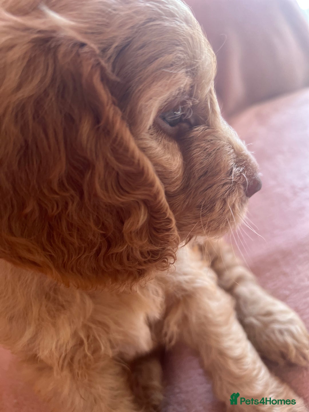 Cockapoo dogs for sale: Rare F1 apricot/ red fox DNA PRCD-PRA clear - Image 20