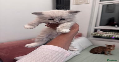 Siberian cats - Advert 3