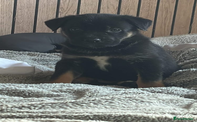 Mixed Breed dogs - Advert 18