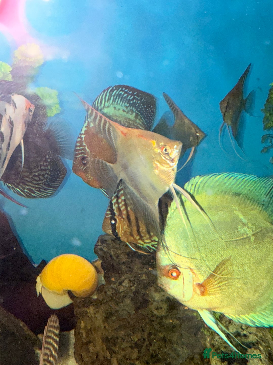 Discus fish for sale: 10 discus for sale due to house move - Advert 2