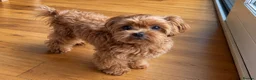 Maltipoo dogs for sale: Asian/Korean Maltipoo. DNA tested parents. - Advert 12