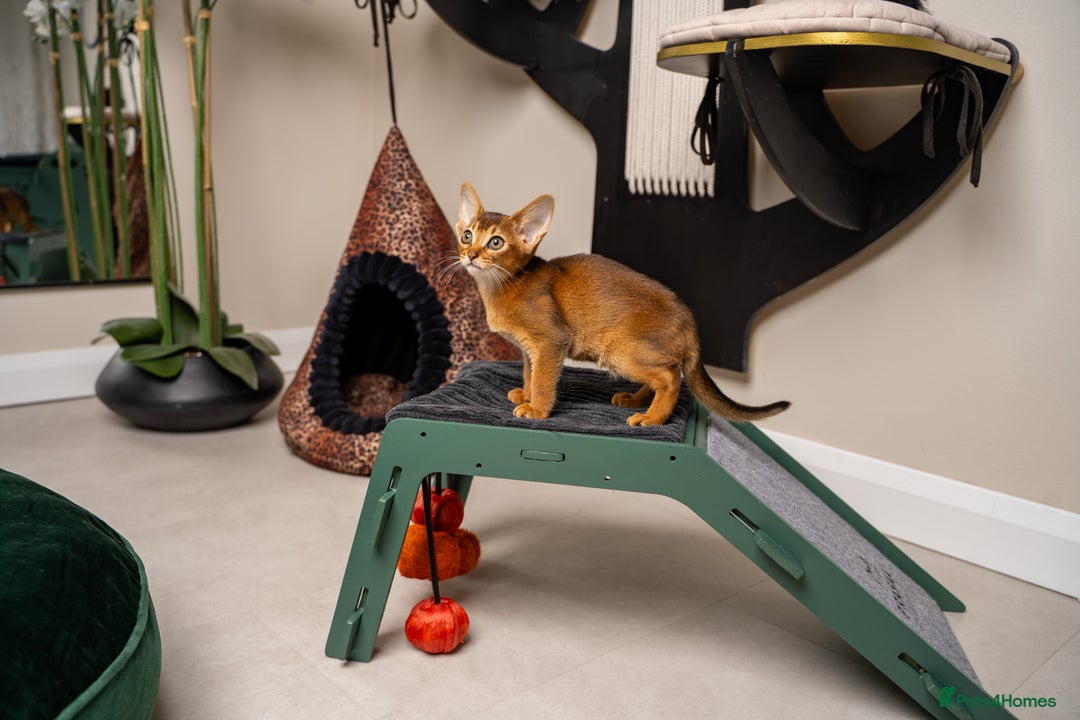 Abyssinian cats for sale: Premium Abyssinian kittens-TICA- Champion Pedigree - Image 34