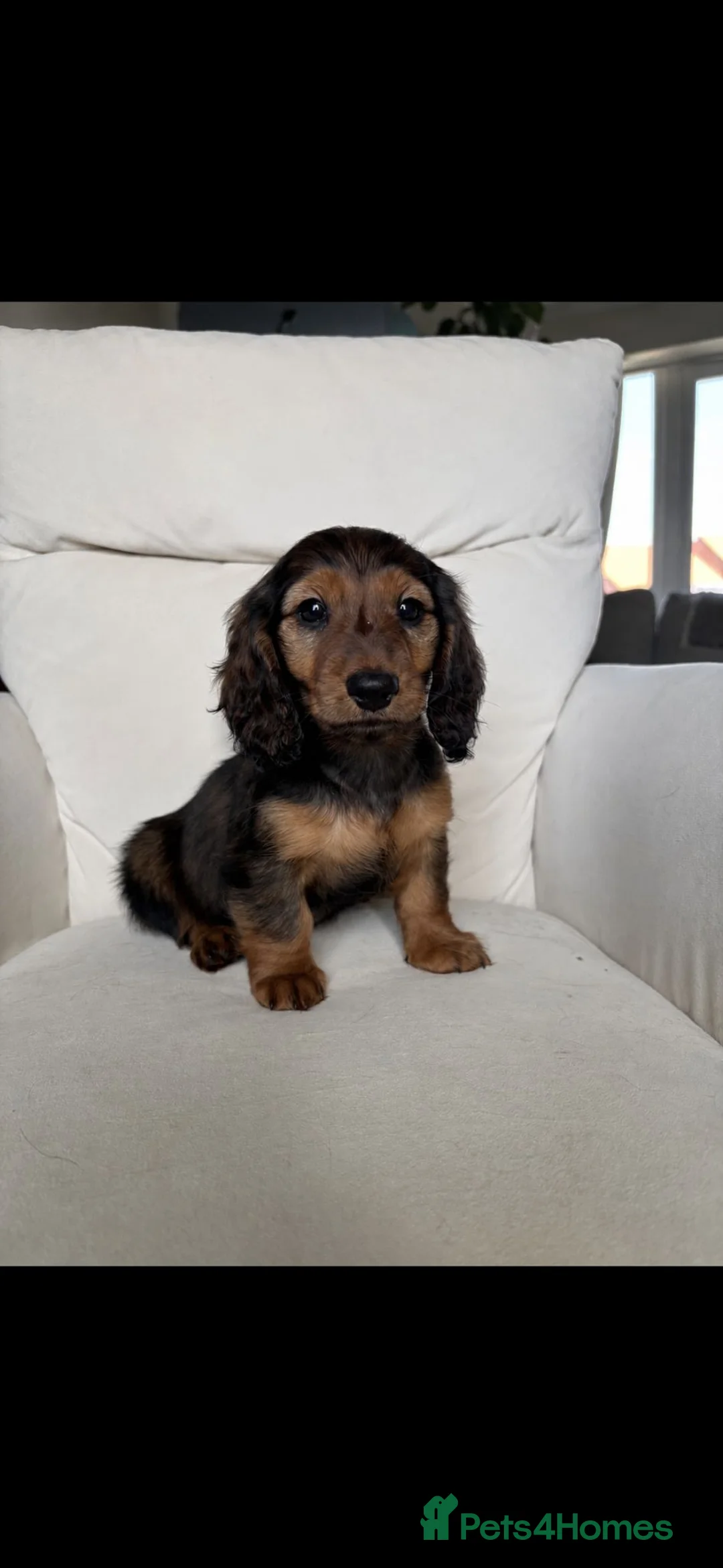 Miniature Dachshund dogs for sale: Stunning long hair miniature dachshunds  - Advert 2
