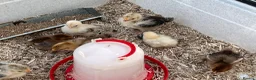 Chickens poultry for sale: 2 week old Pekin Bantams in Petersfield - Advert 3