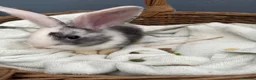 Continental Giant rabbits for sale: Giant continental bunny’s  - Advert 2