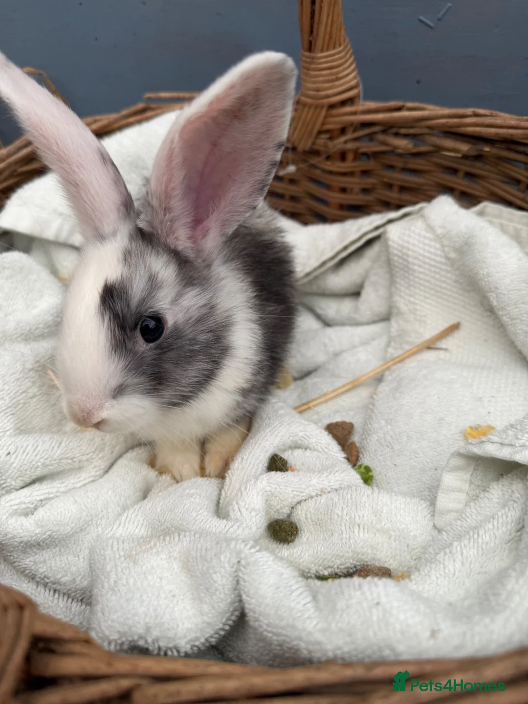 Continental Giant rabbits for sale: Giant continental bunny’s  - Advert 2