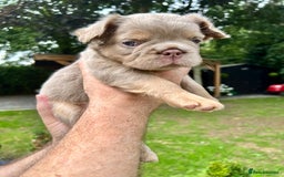 French Bulldog dogs for sale: QUALITY FLUFFY FRENCH BULLDOG PUPPIES - Image 7