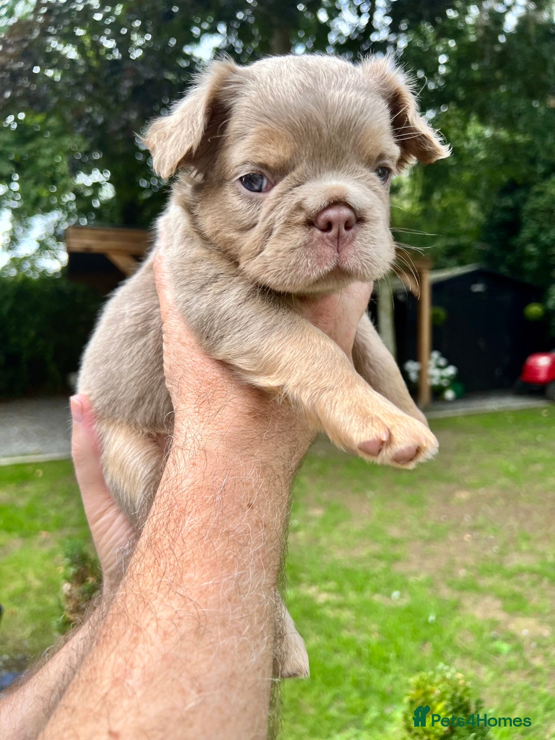 French Bulldog dogs for sale: QUALITY FLUFFY FRENCH BULLDOG PUPPIES - Image 7