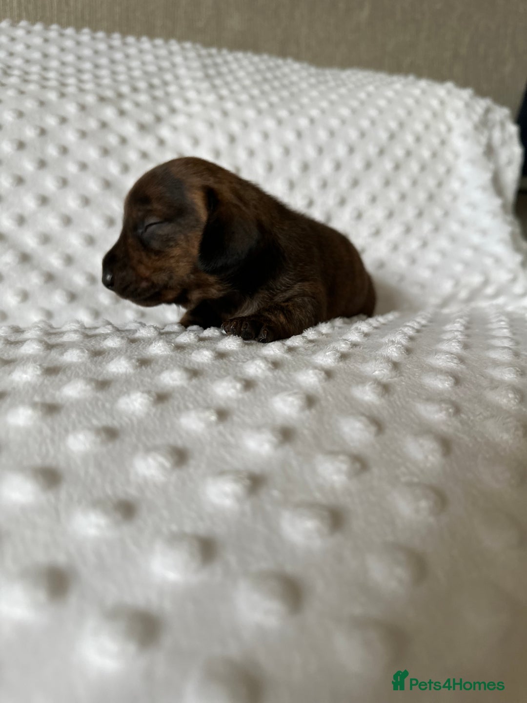 Miniature Dachshund dogs for sale: Champion  lines brindle / dapple mini daschund  - Image 14
